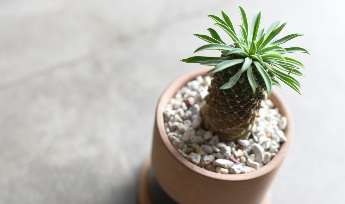 ソテツキリン エスプレッソ The Plants